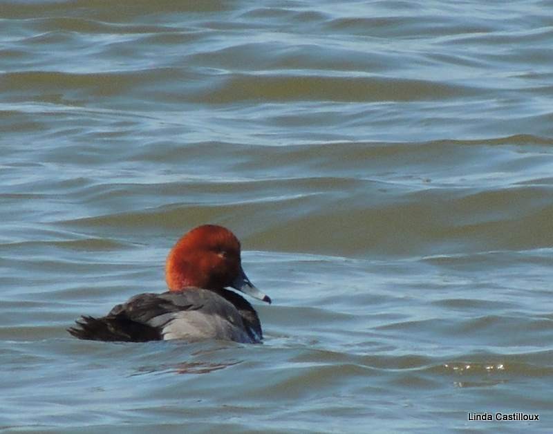 Redhead - Linda Castilloux