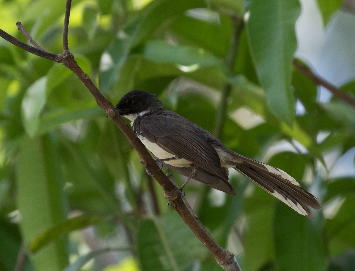 Malaysian Pied-Fantail - Simon Best