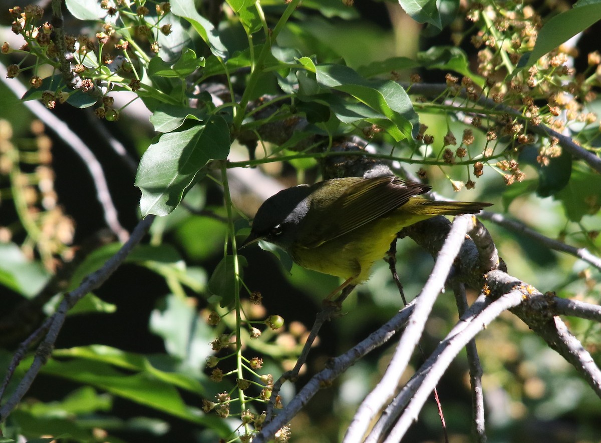 MacGillivray's Warbler - ML103795071