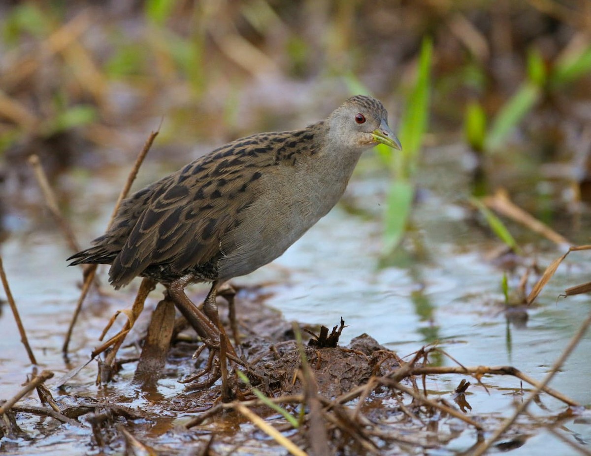 Ash-throated Crake - ML103795221