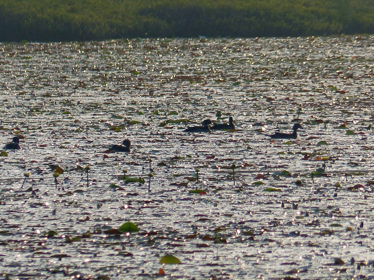 Wood Duck - ML103795791