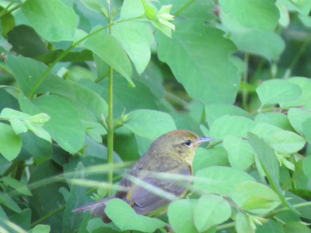 Orange-crowned Warbler - Garth Harwood