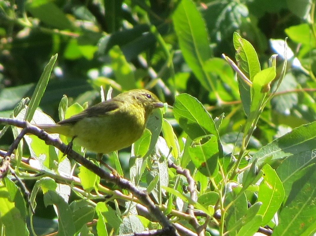 Orange-crowned Warbler - Garth Harwood