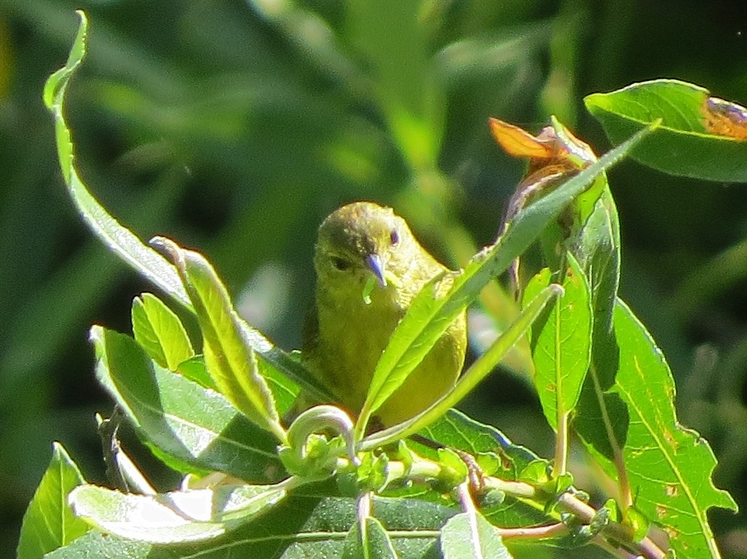 Orange-crowned Warbler - Garth Harwood