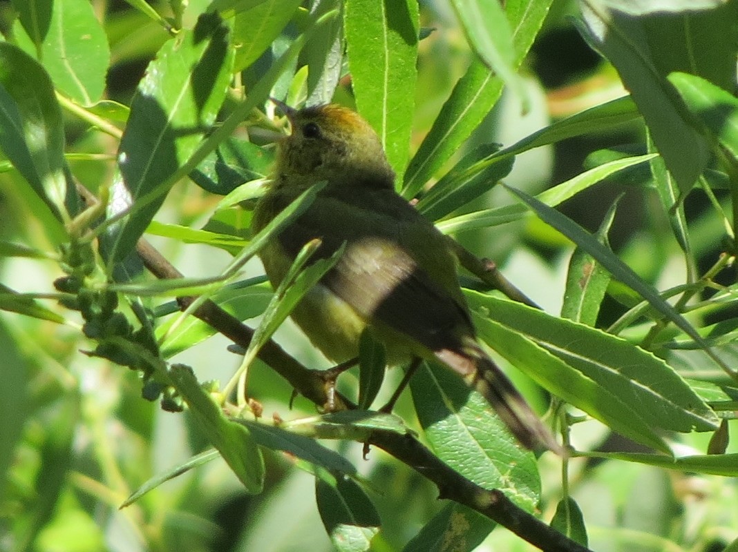 Orange-crowned Warbler - Garth Harwood