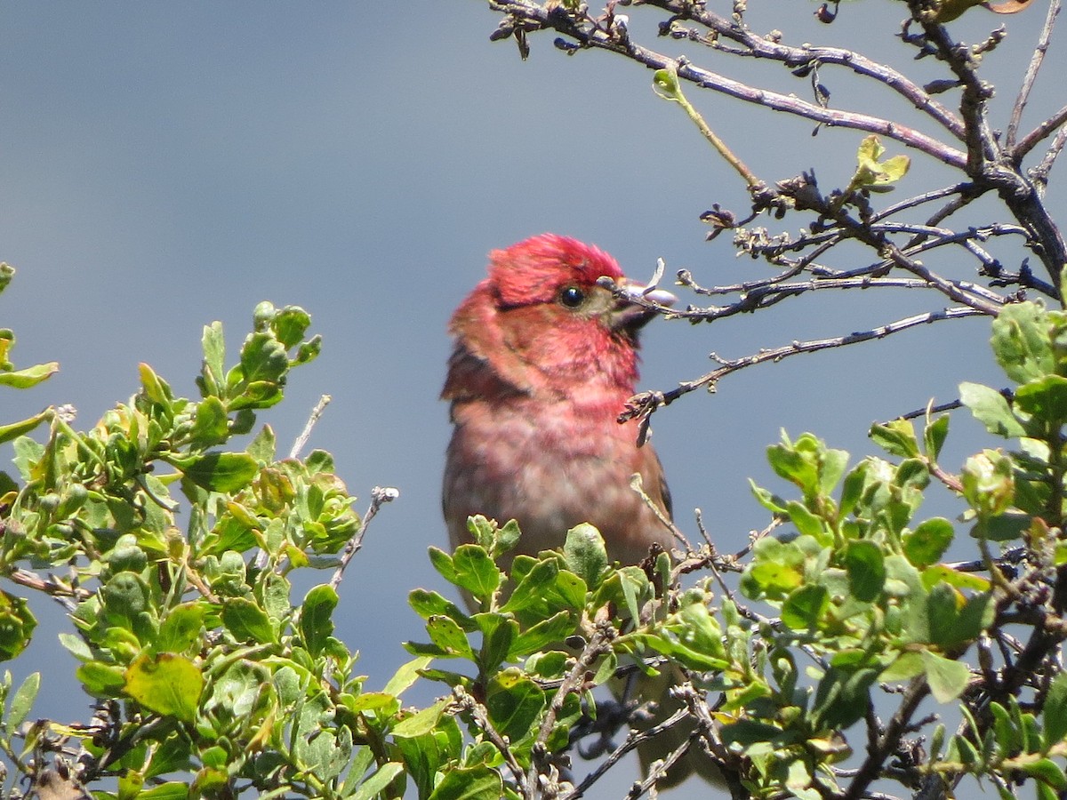 Purple Finch - ML103799711