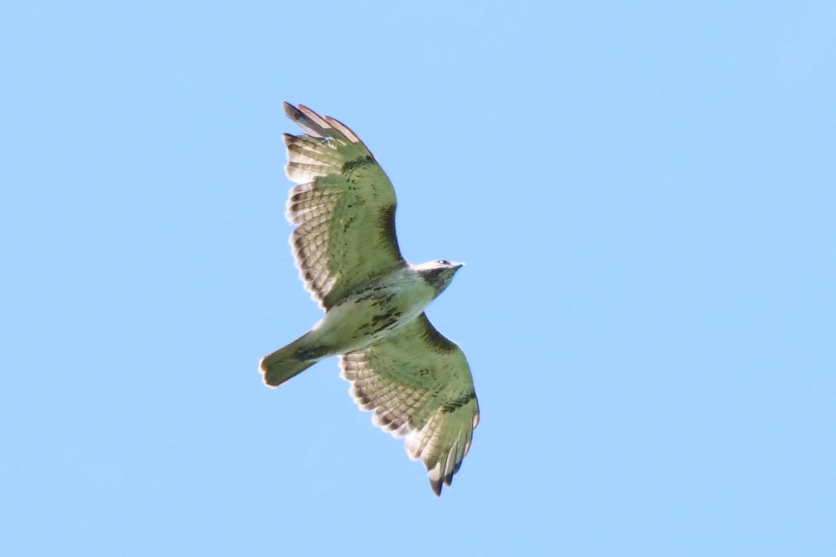 Red-tailed Hawk - ML103802111