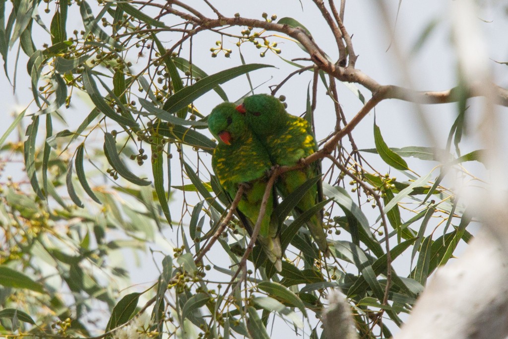 Scaly-breasted Lorikeet - Ilya Povalyaev