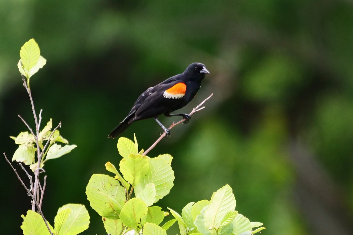Red-winged Blackbird - Russ Smiley