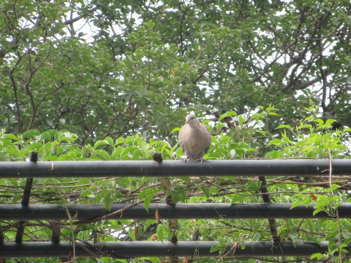 Eurasian Collared-Dove - ML103802761