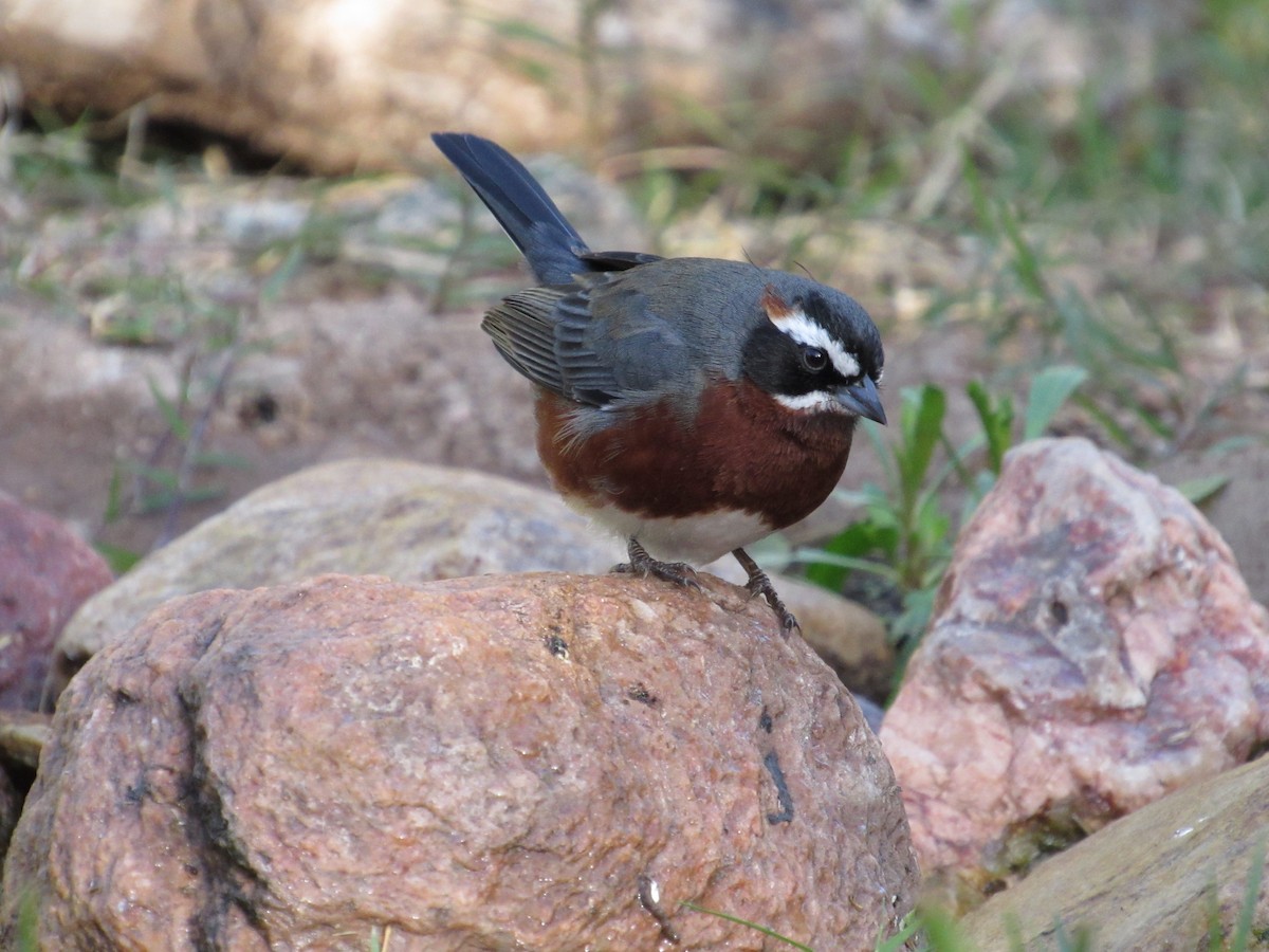 Black-and-chestnut Warbling Finch - samuel olivieri bornand