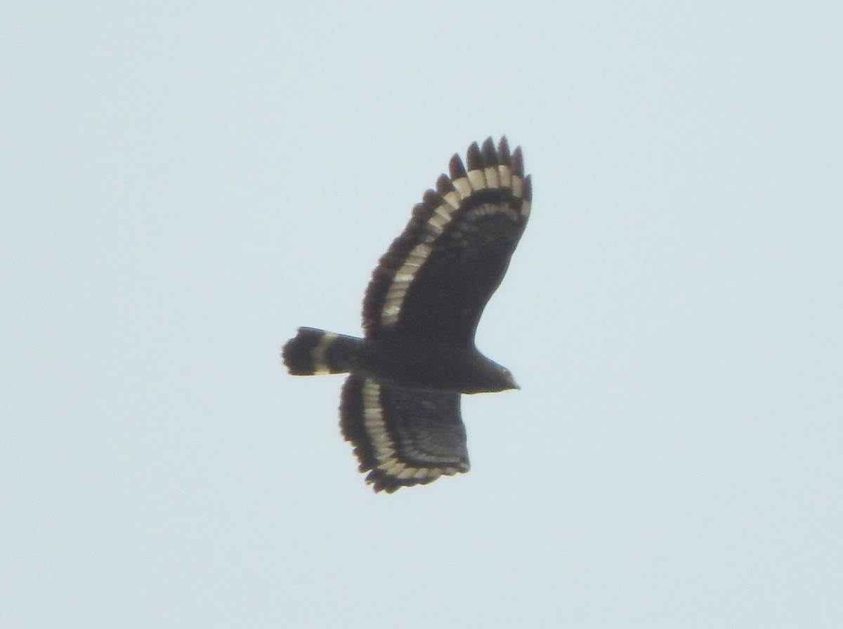 Crested Serpent-Eagle - ML103803501