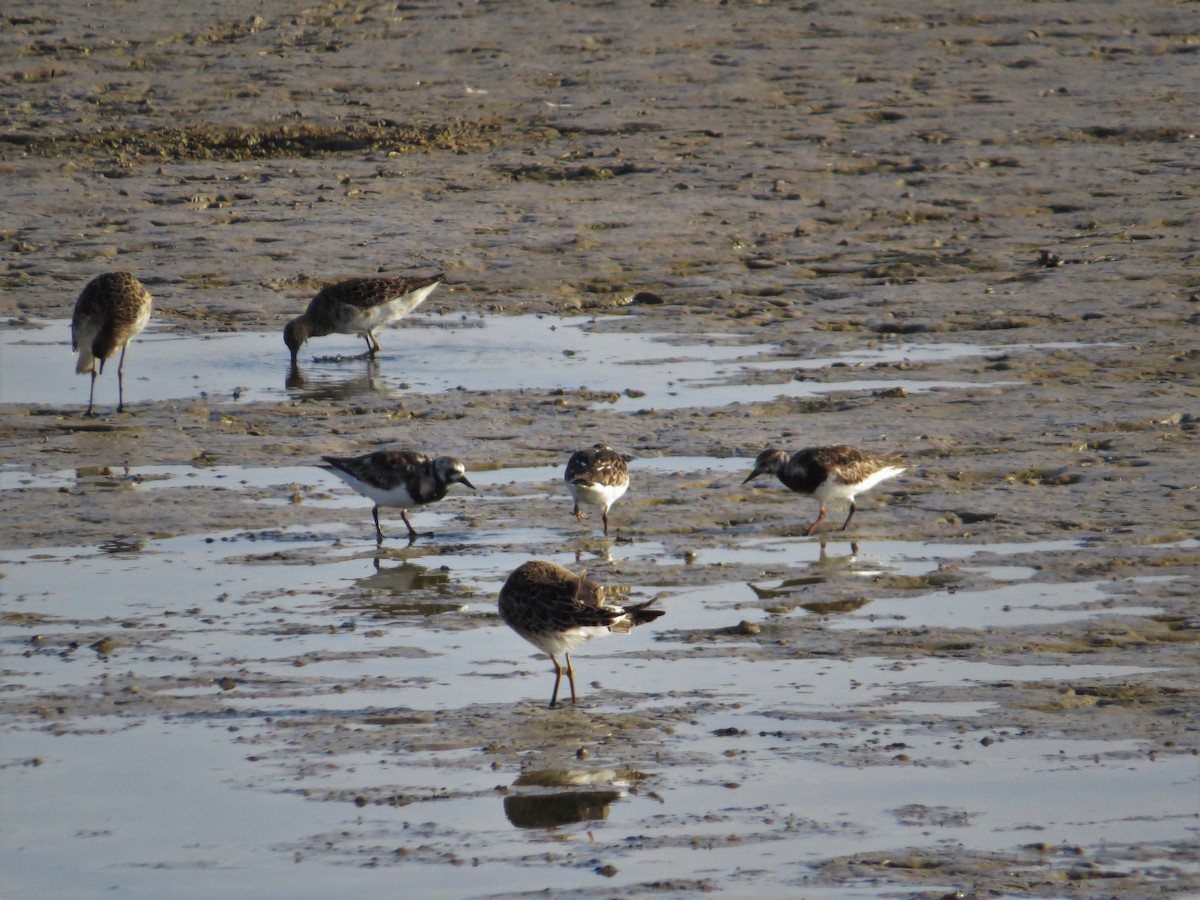 Ruddy Turnstone - ML103805321