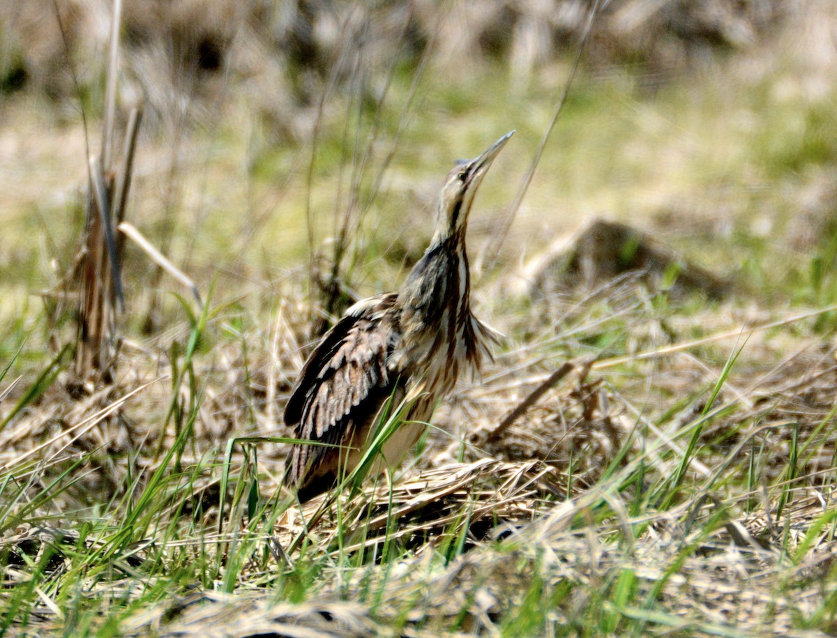 American Bittern - ML103805681