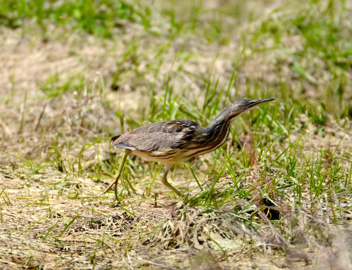 Schwarzbart-Rohrdommel - ML103805691