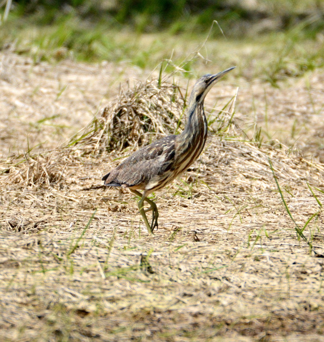 American Bittern - ML103805701
