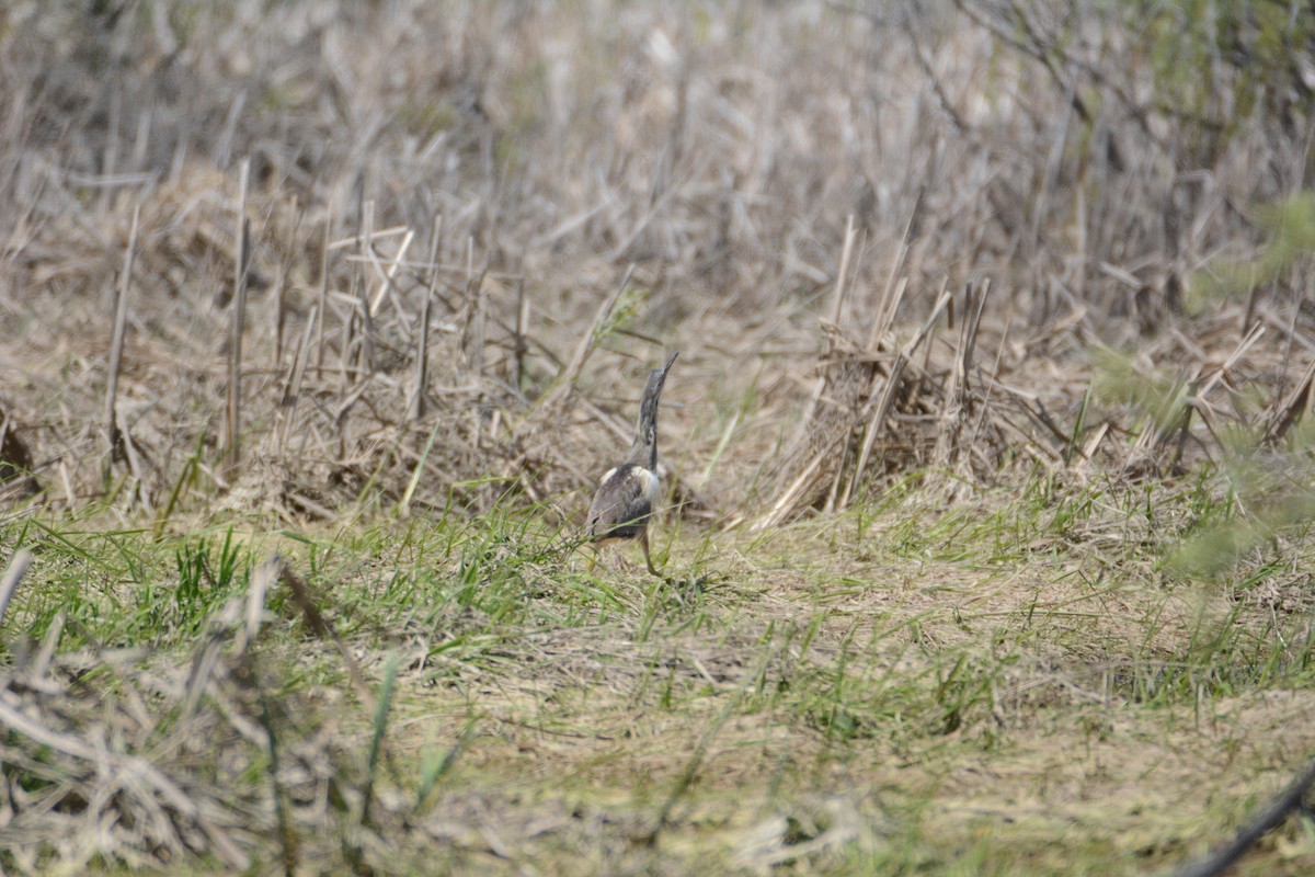 American Bittern - ML103805711