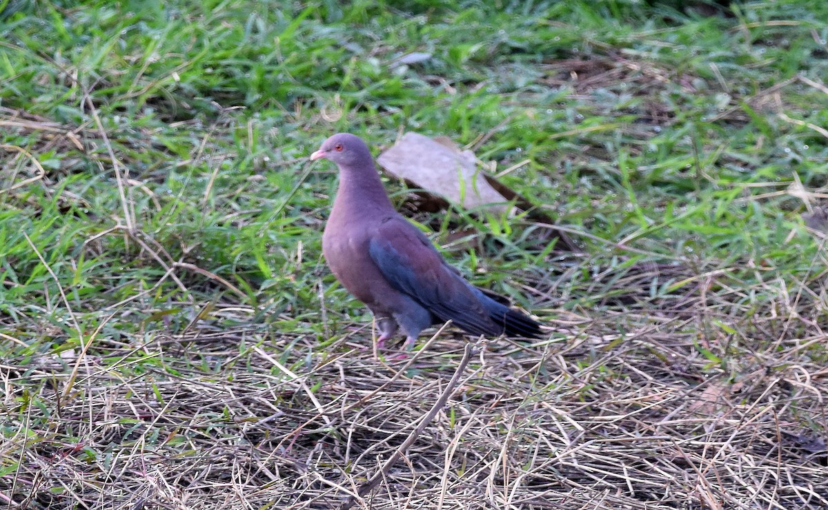 Red-billed Pigeon - A Emmerson