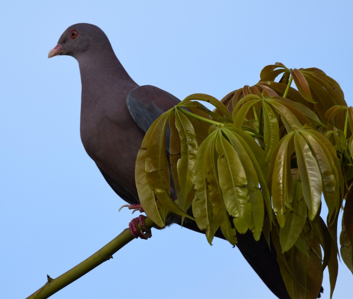 Red-billed Pigeon - A Emmerson