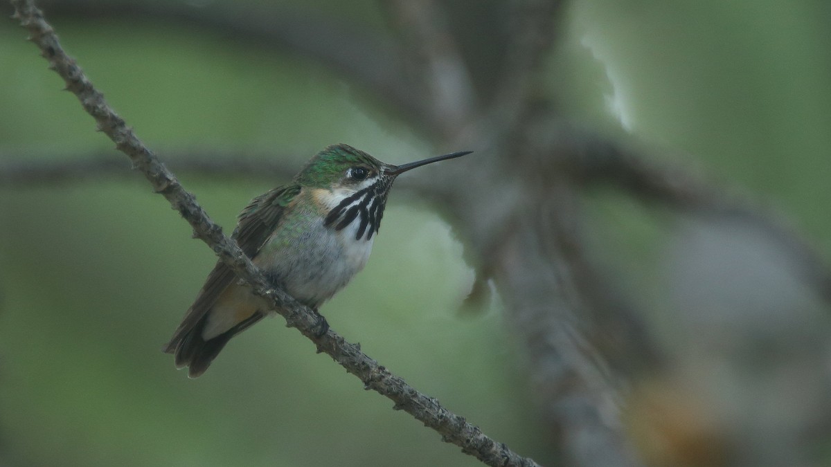 Calliope Hummingbird - Jim Thomas