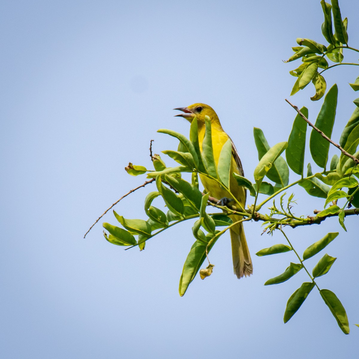 Orchard Oriole - ML103808941