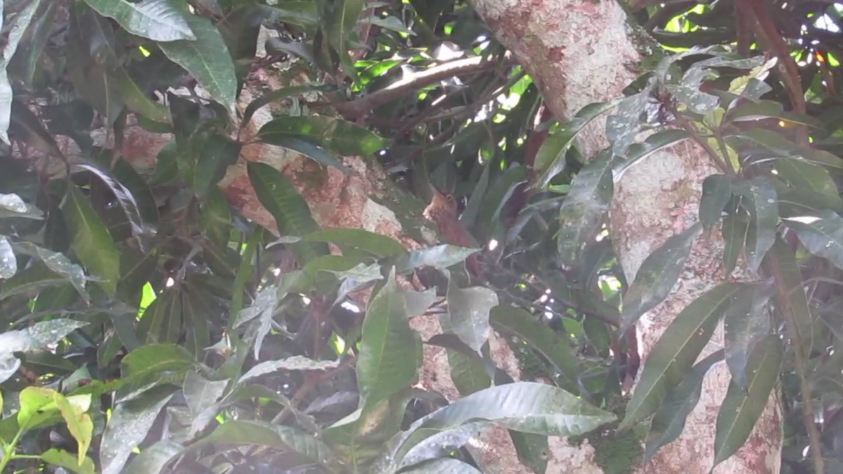 Cocoa Woodcreeper (Lawrence's) - ML103809761