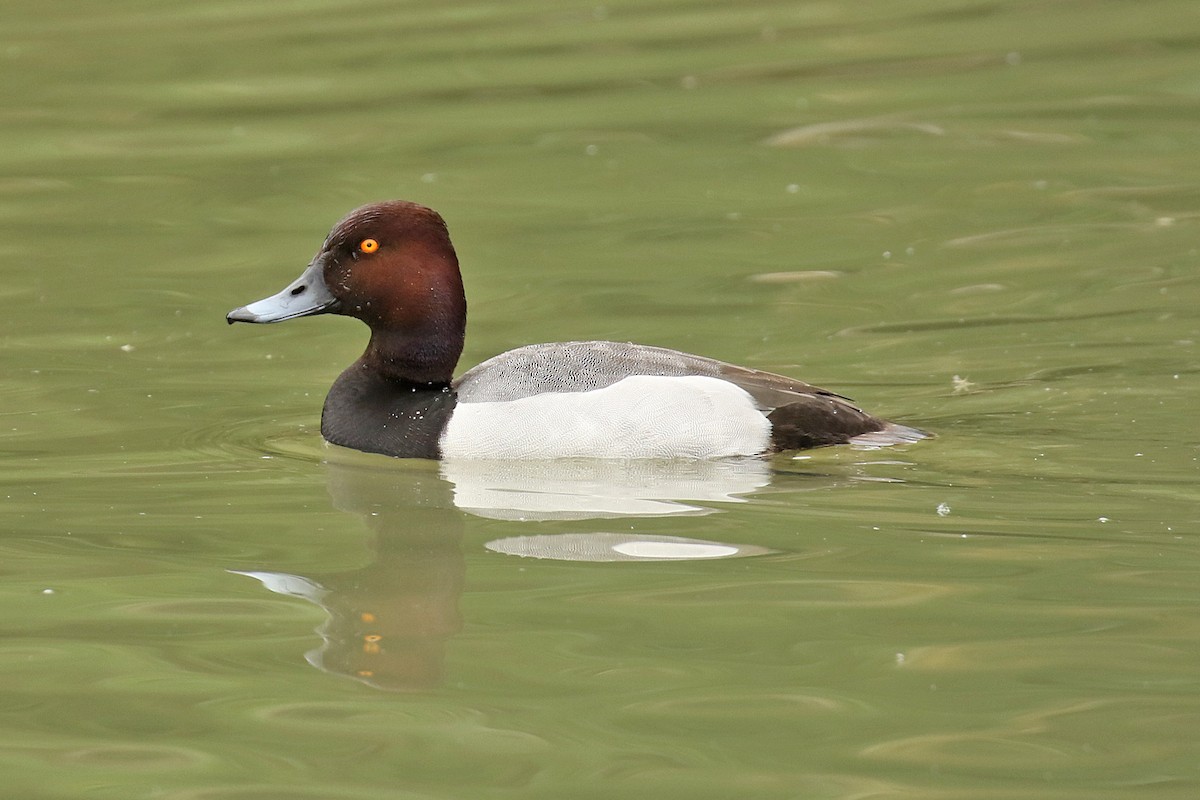 Common Pochard x Tufted Duck (hybrid) - Dominic Mitchell