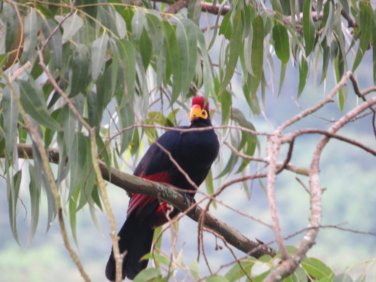 Turaco de Ross - ML103813101