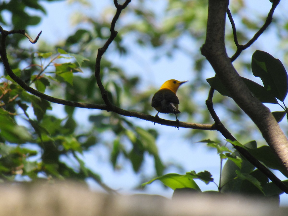 Prothonotary Warbler - ML103814161