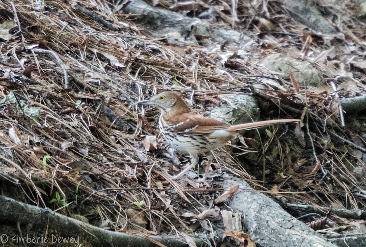 Brown Thrasher - Kimberlie Dewey