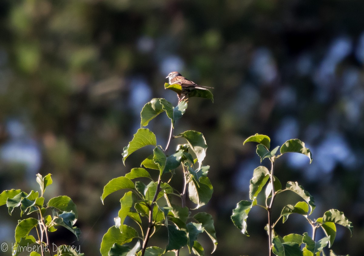 Chipping Sparrow - ML103814731