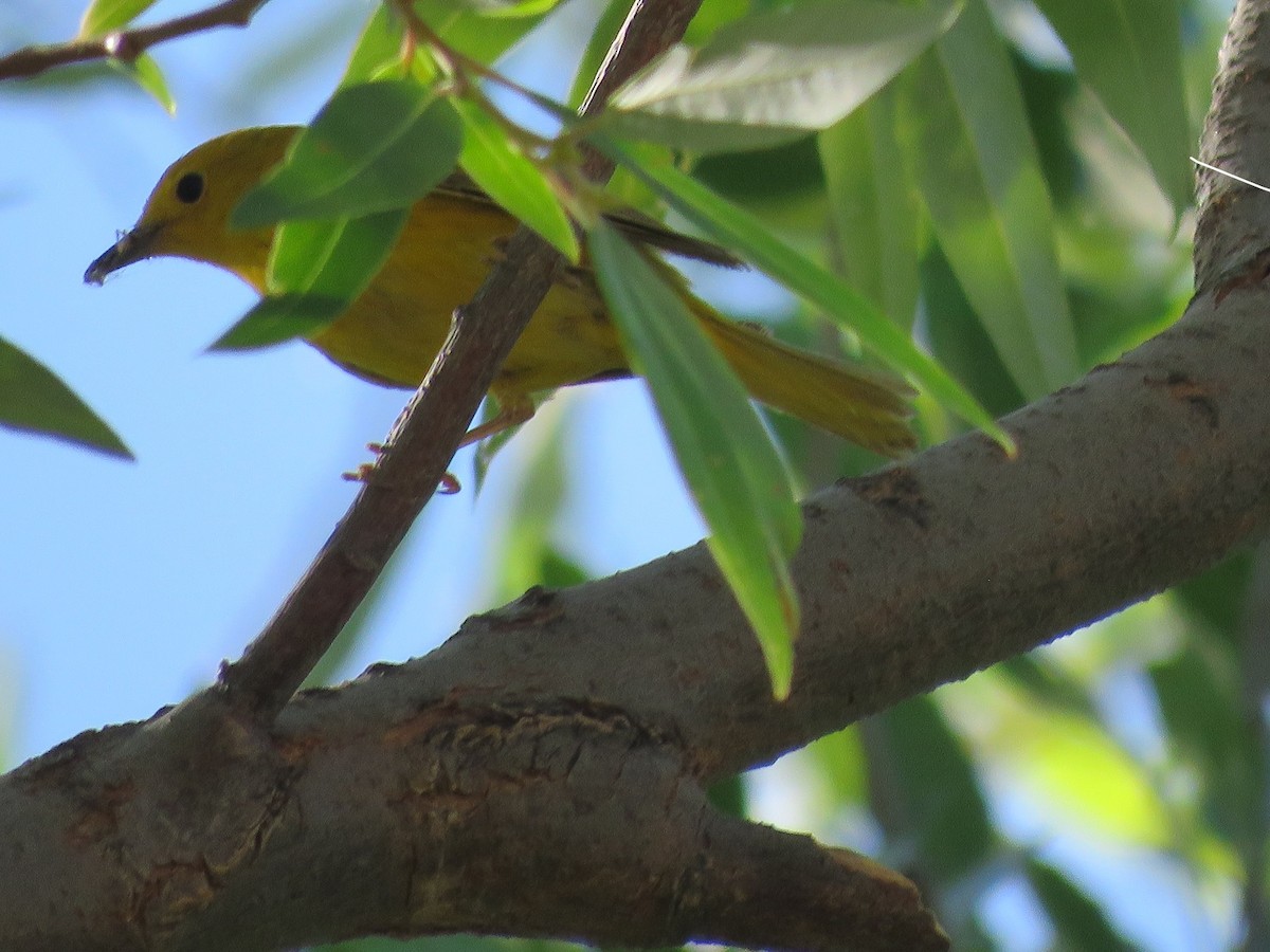 Yellow Warbler - Anne (Webster) Leight