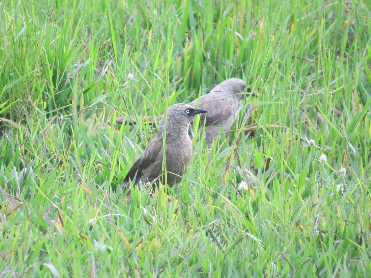 Black-lored Babbler - Carol Beardmore