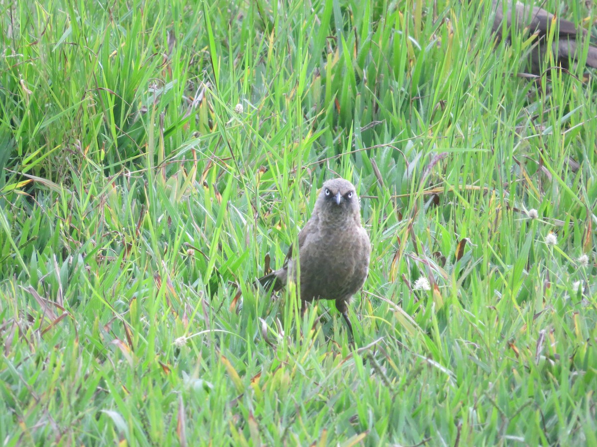 Black-lored Babbler - ML103816861