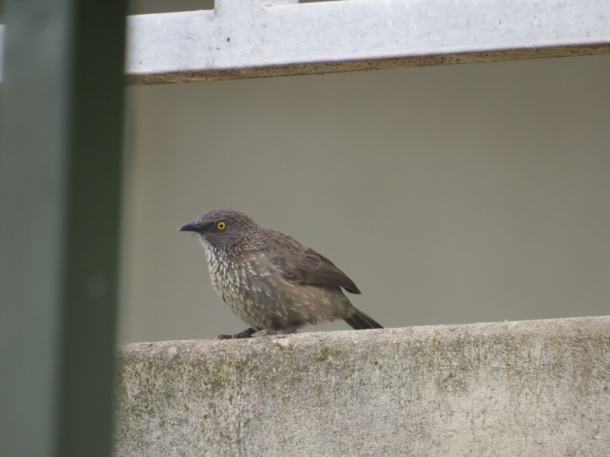 Arrow-marked Babbler - Carol Beardmore