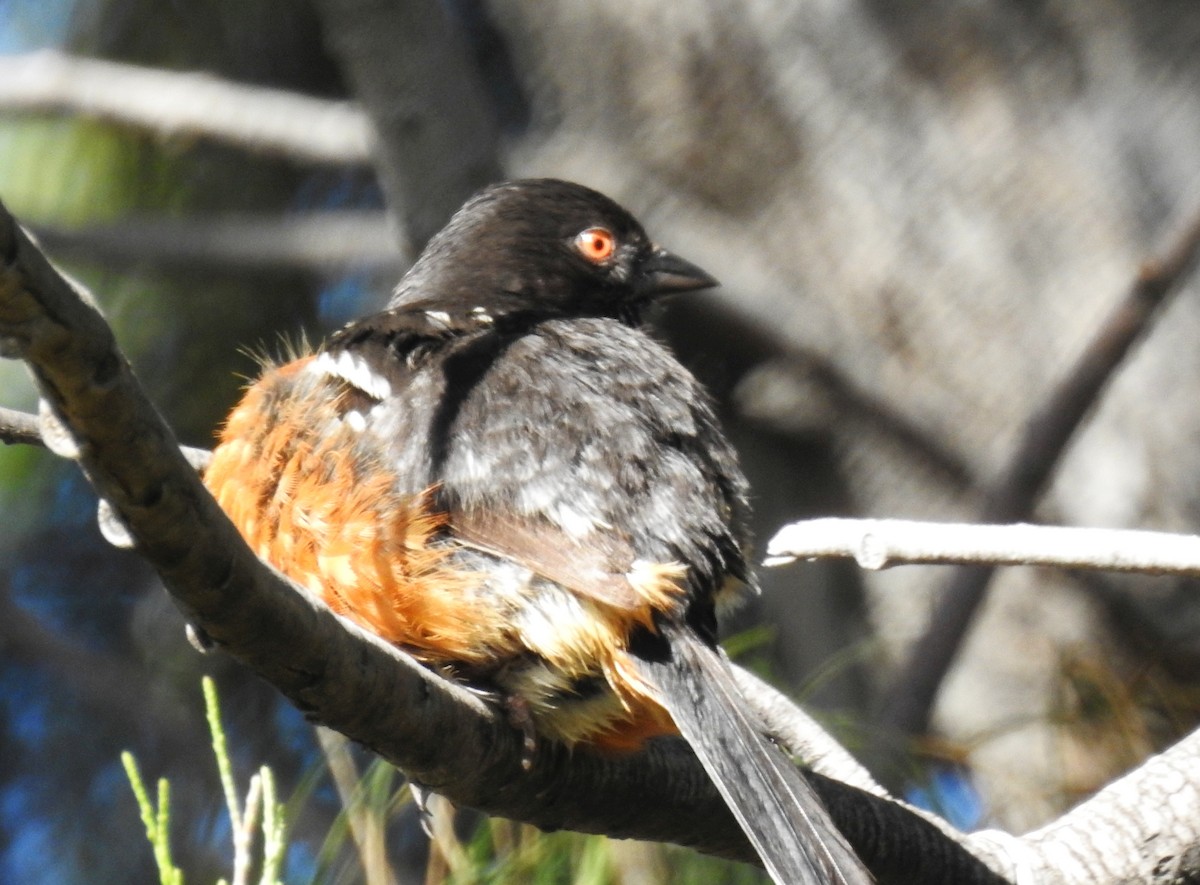 Spotted Towhee - ML103817161