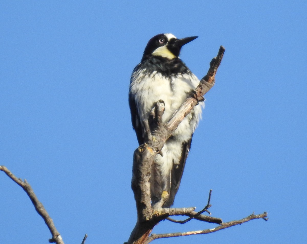 Acorn Woodpecker - ML103818981