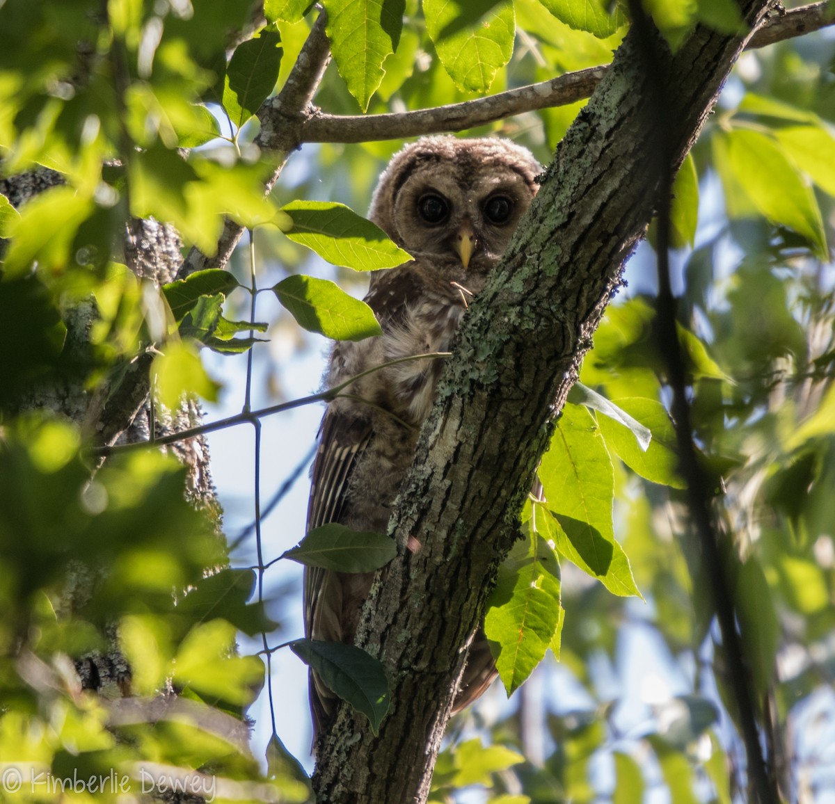 Barred Owl - ML103820841