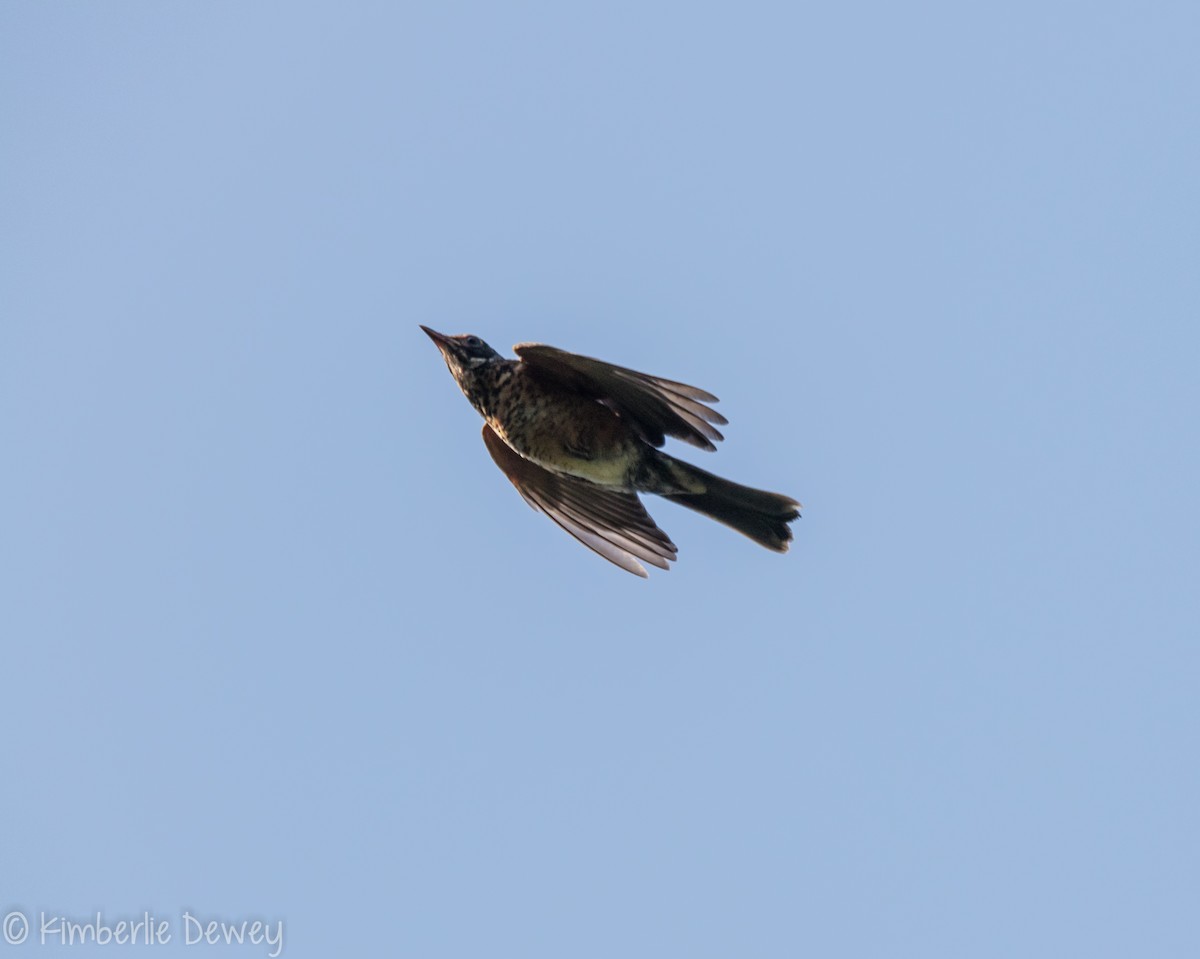 American Robin - ML103822291