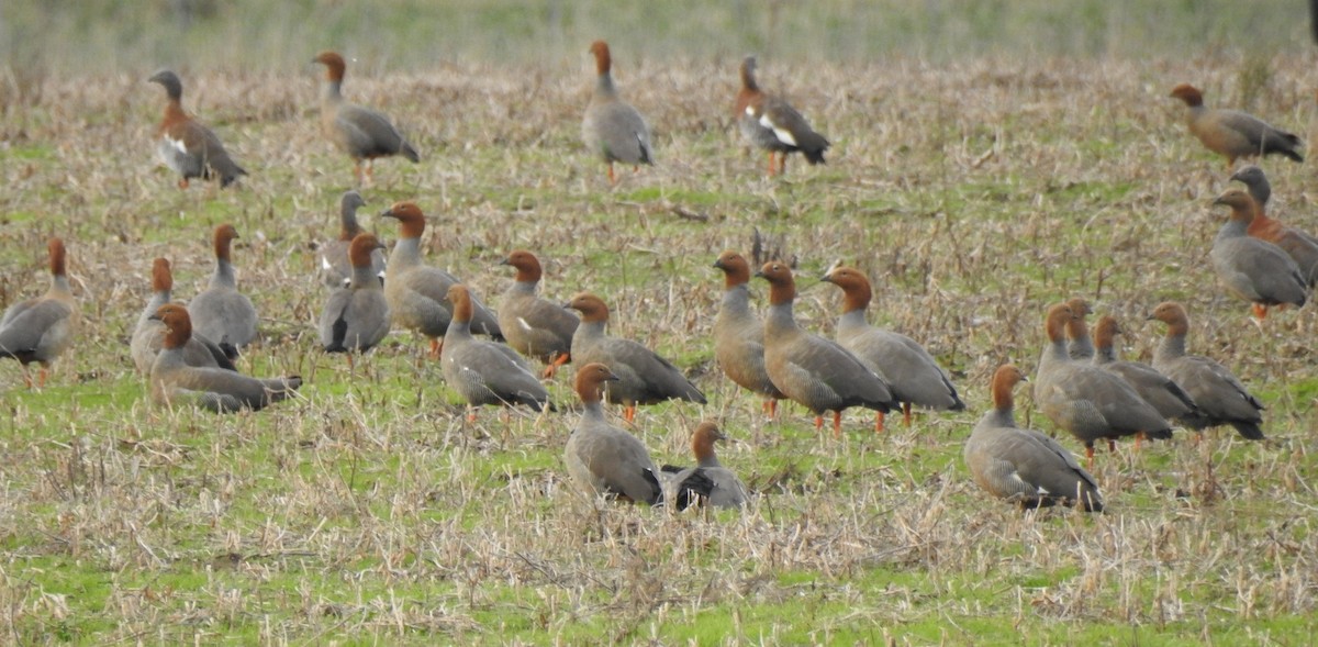 Ruddy-headed Goose - ML103822441