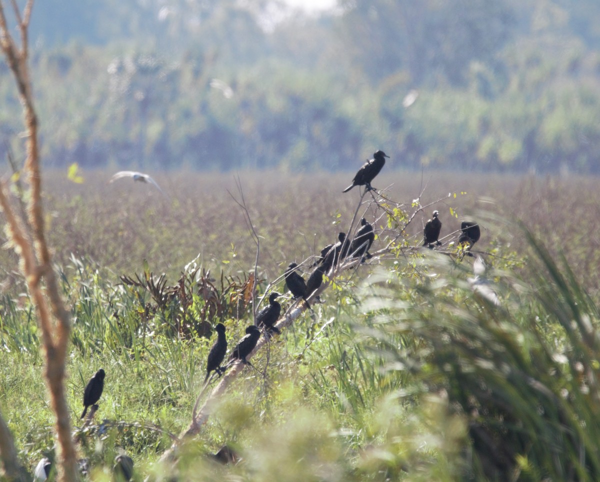 Little Black Cormorant - Susan Zhang