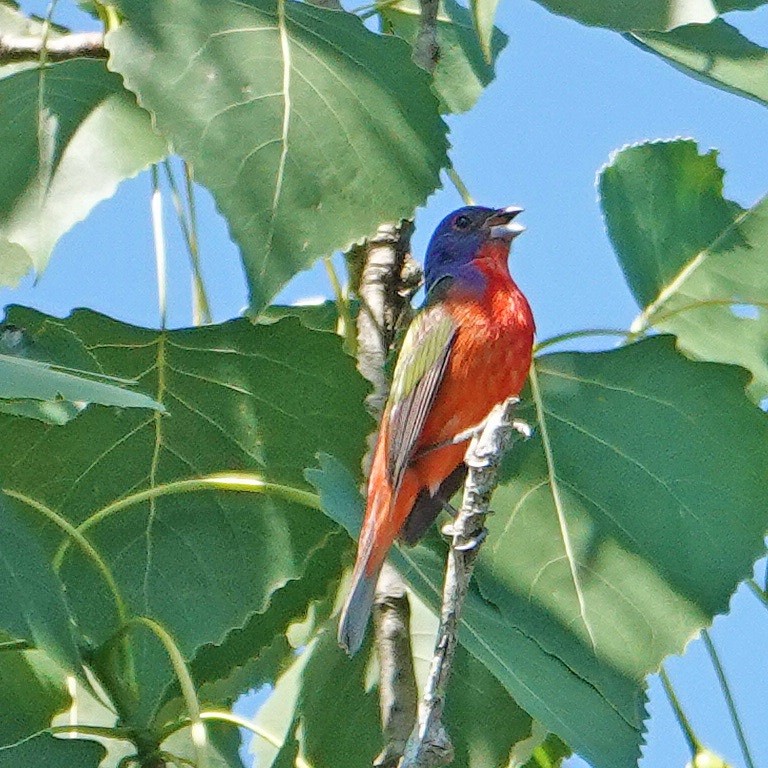 Painted Bunting - ML103824361