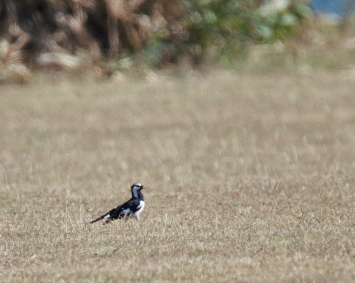 Magpie-lark - ML103824491