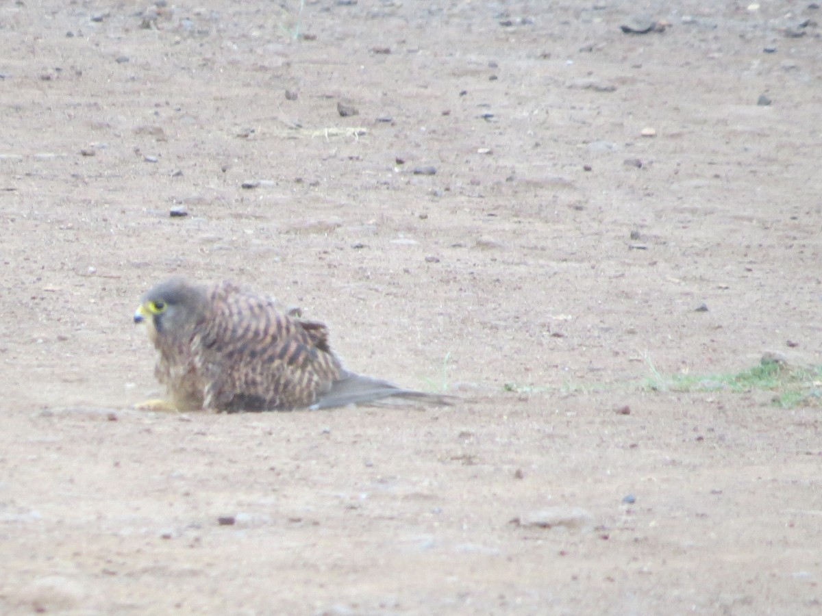 Lesser Kestrel - ML103824621