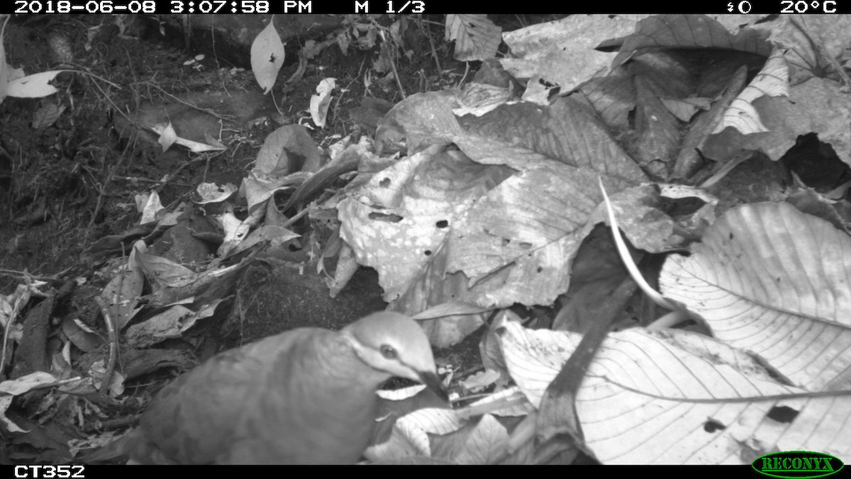 White-throated Quail-Dove - ML103824671