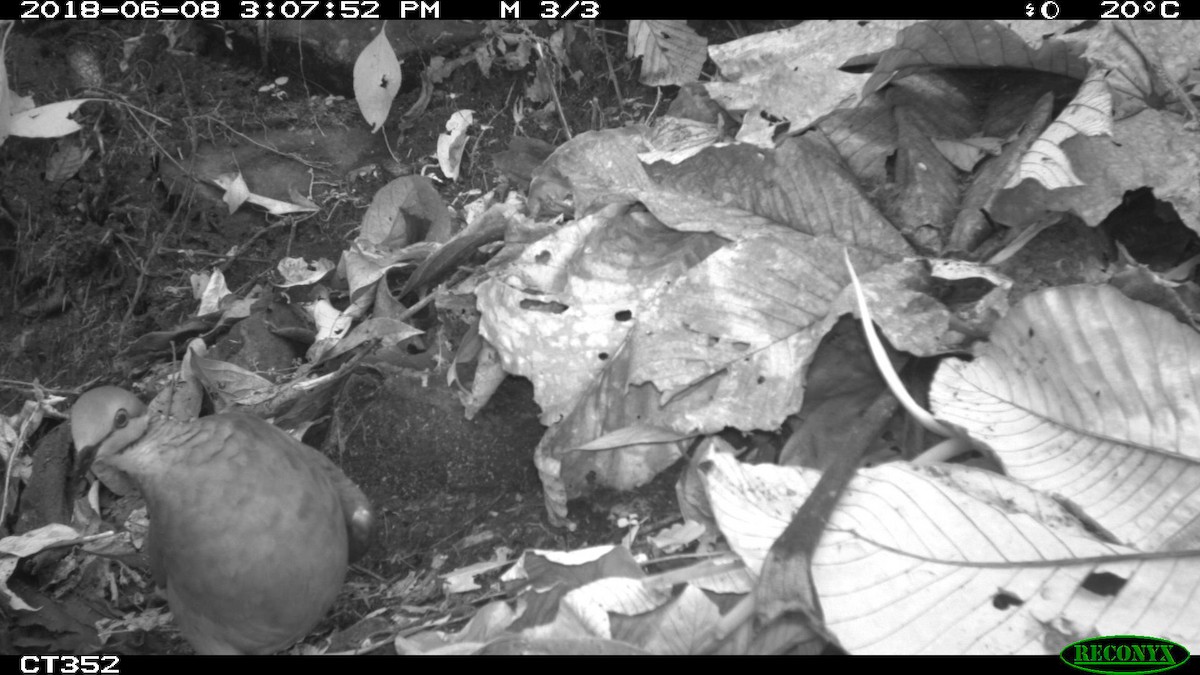 White-throated Quail-Dove - ML103824691