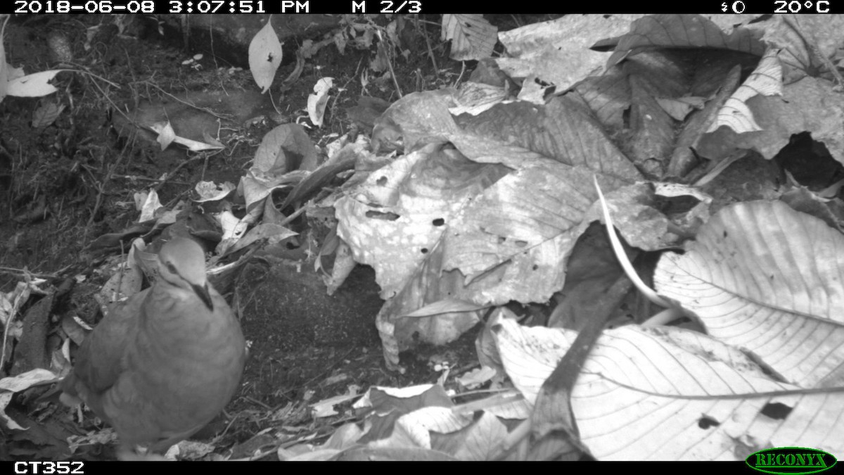 White-throated Quail-Dove - ML103824711
