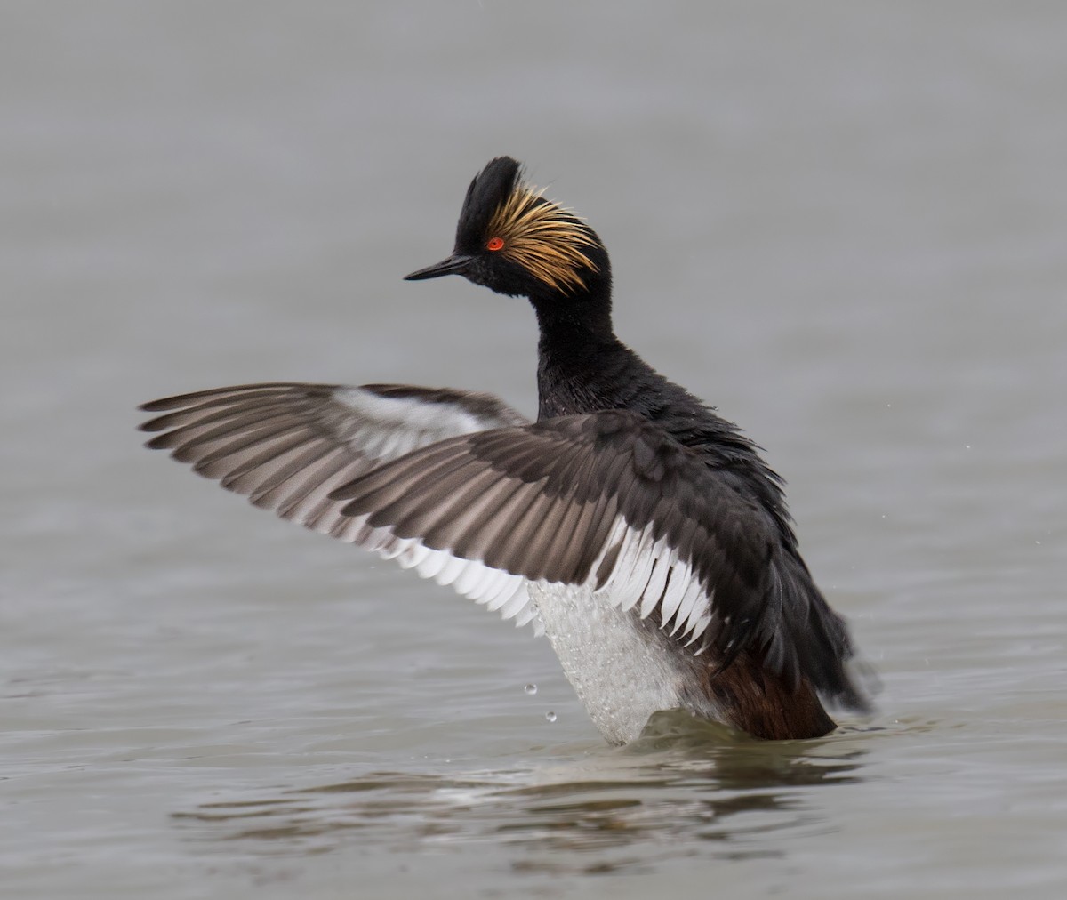 Eared Grebe - Darlene Friedman