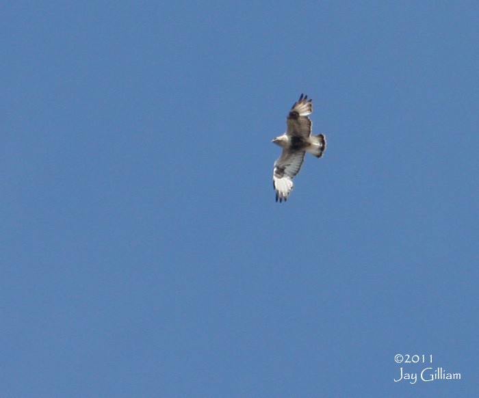 Rough-legged Hawk - ML103827551