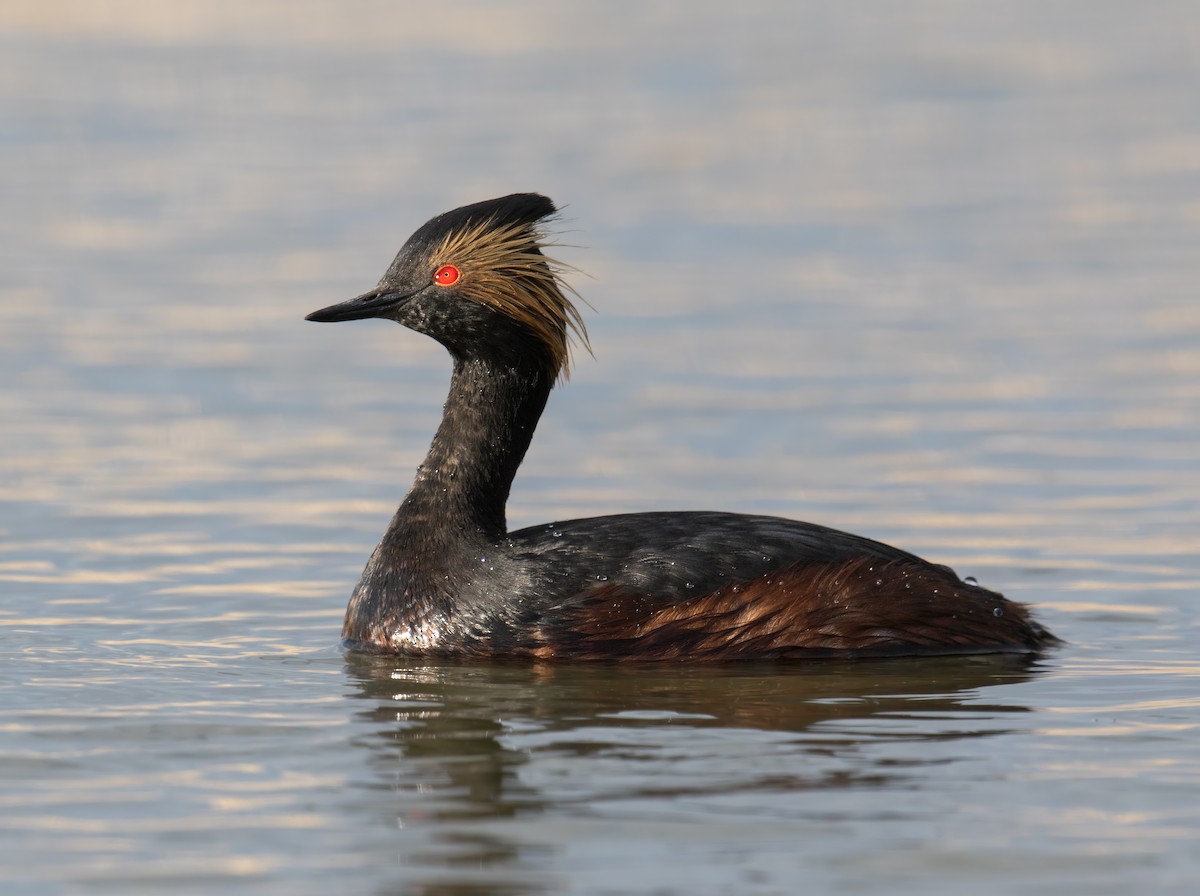 Eared Grebe - ML103828161